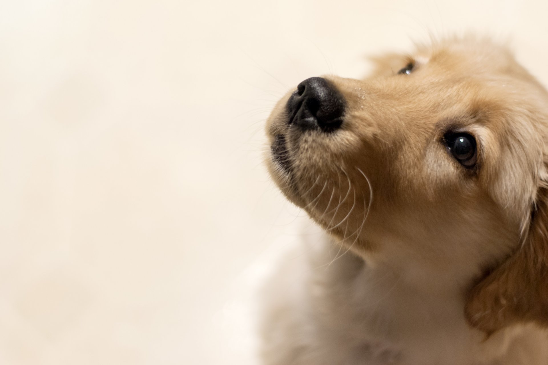 hund blick freund