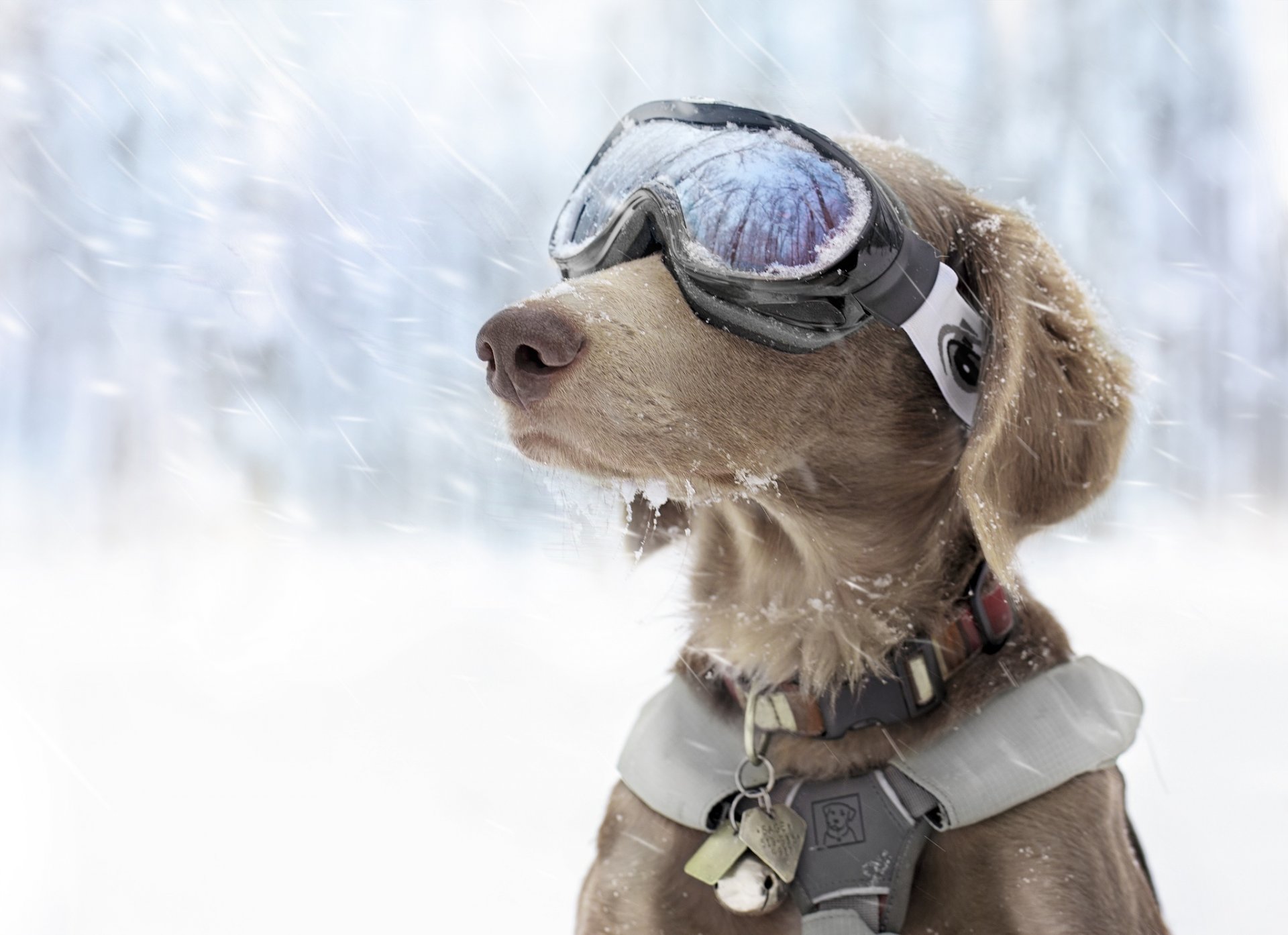 dog winter snow sports skiing sunglasse