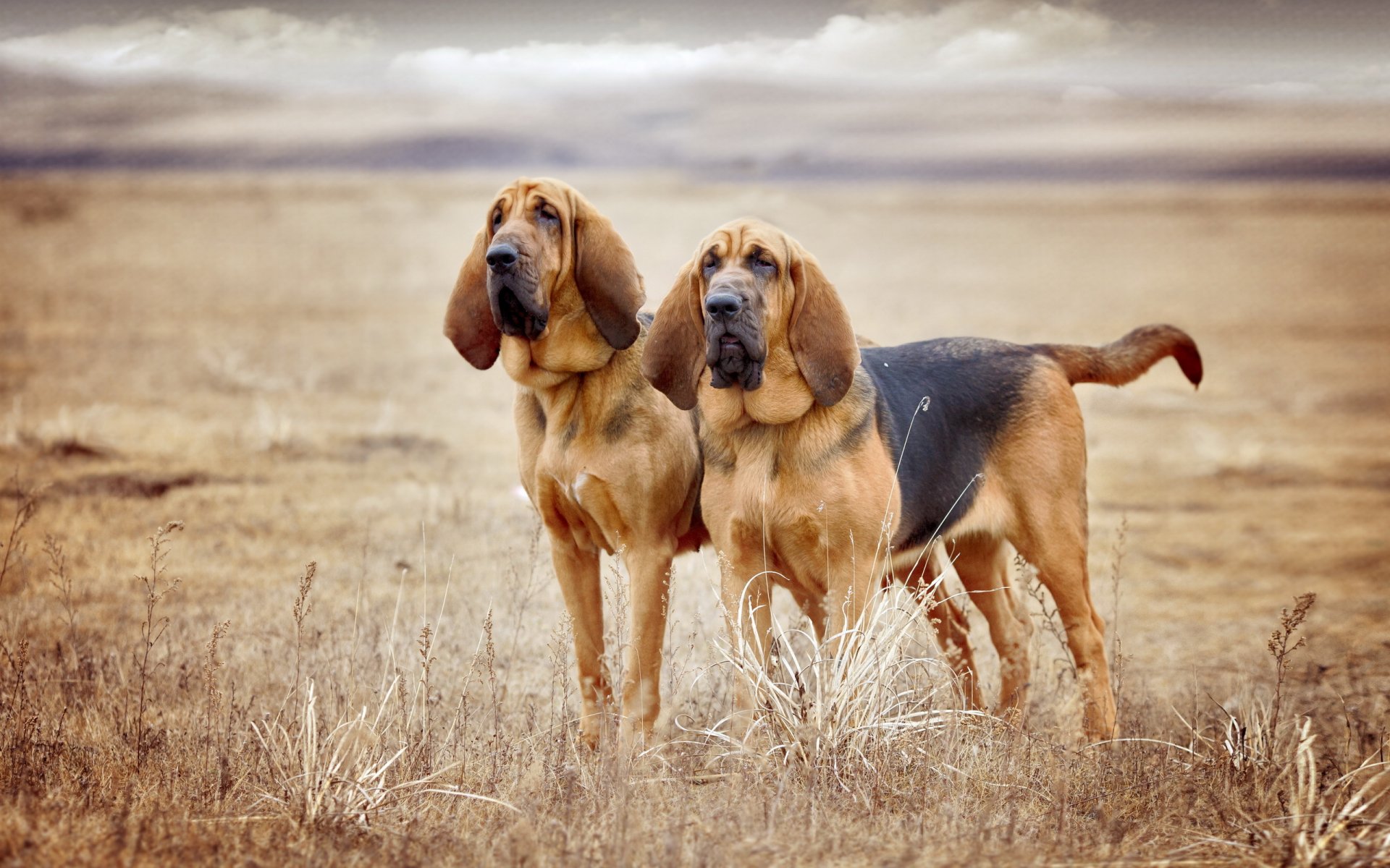 hunde freunde natur