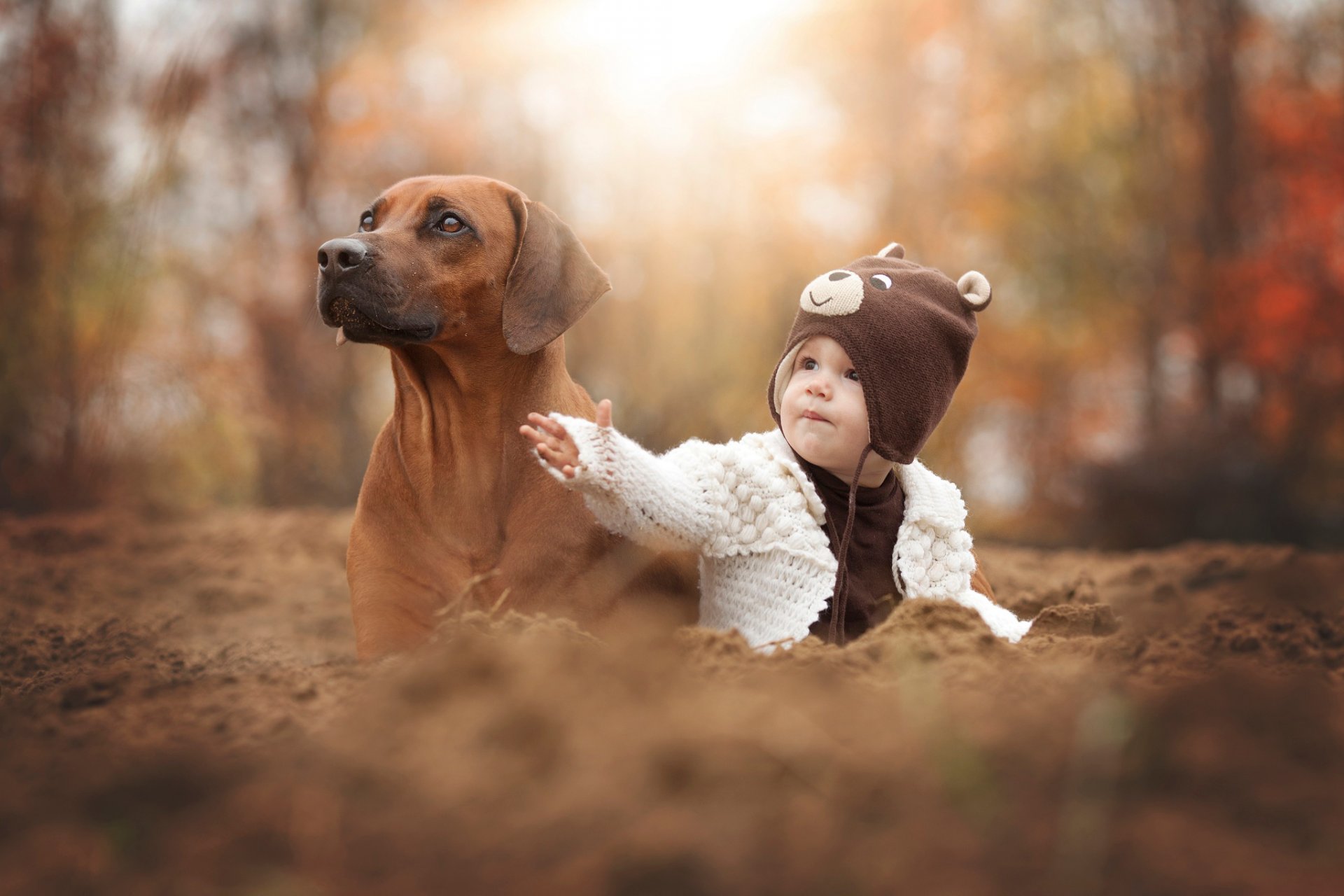 cane amici autunno