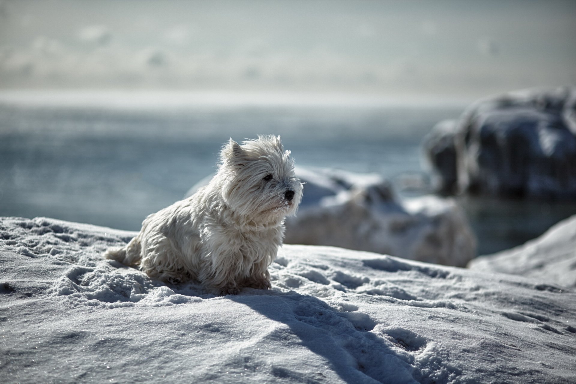hund blick freund winter schnee