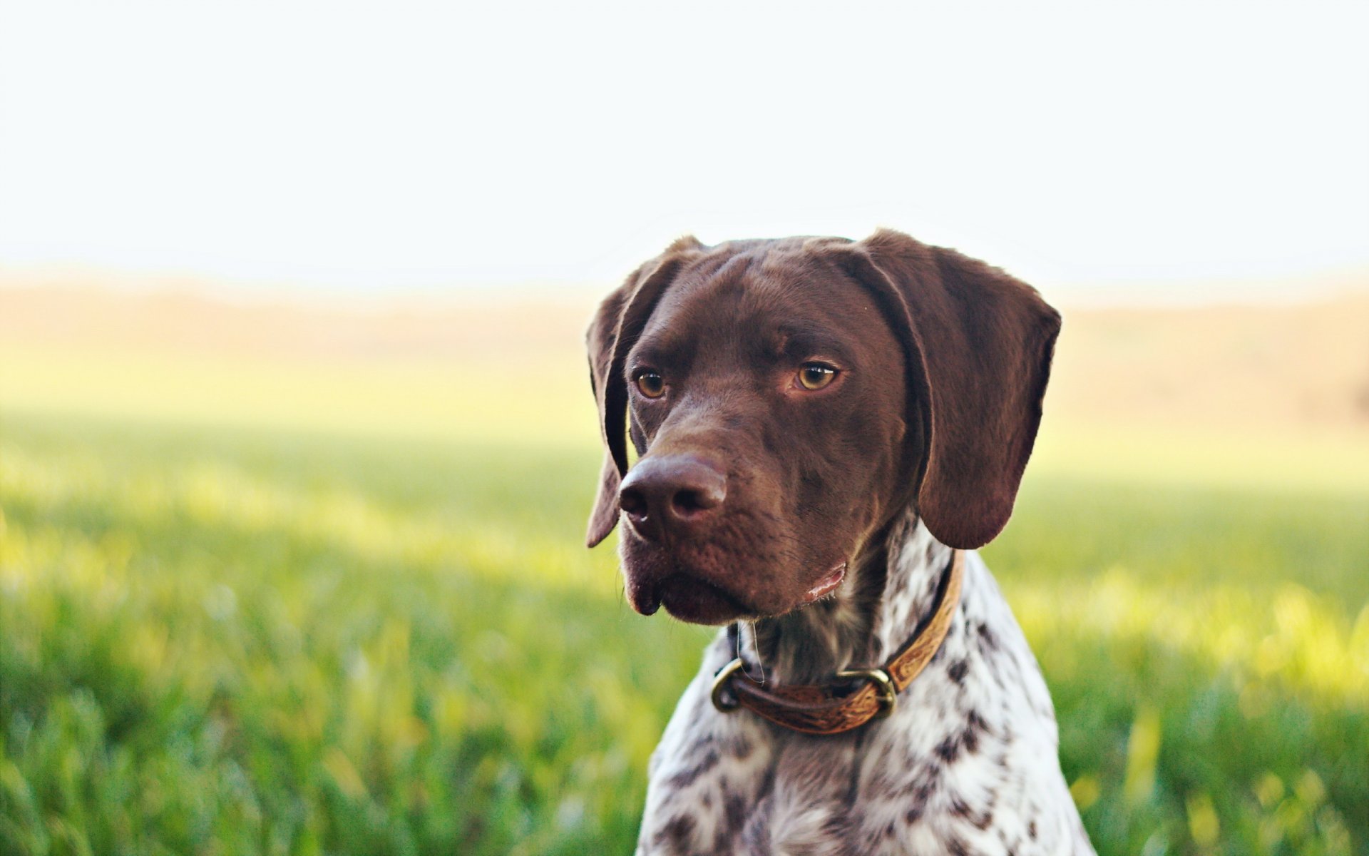 pointeur français chien fond