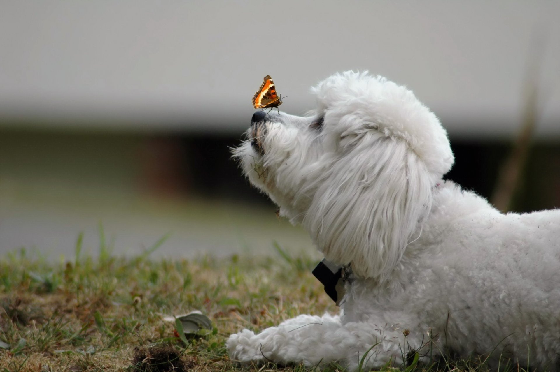 cane farfalla sfondo
