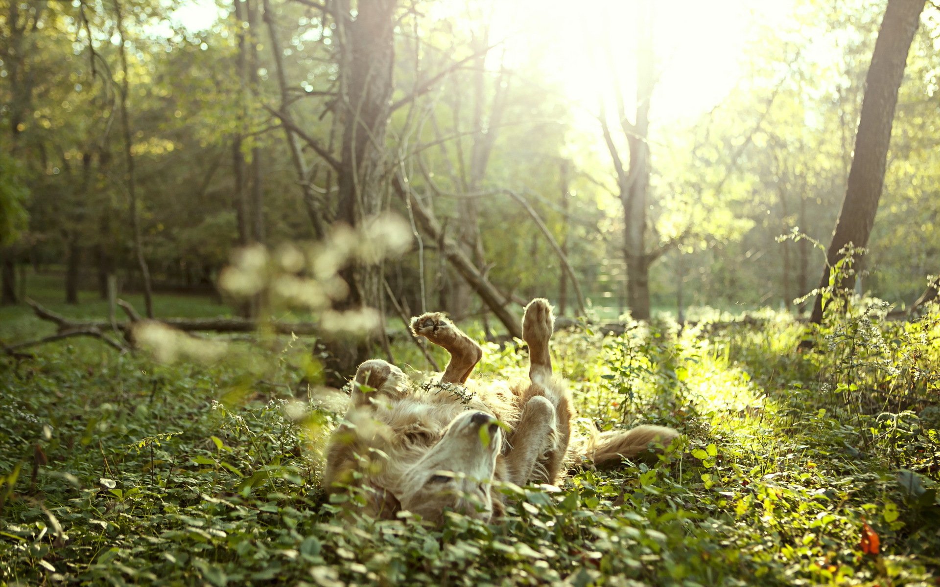 hund freund natur freiheit