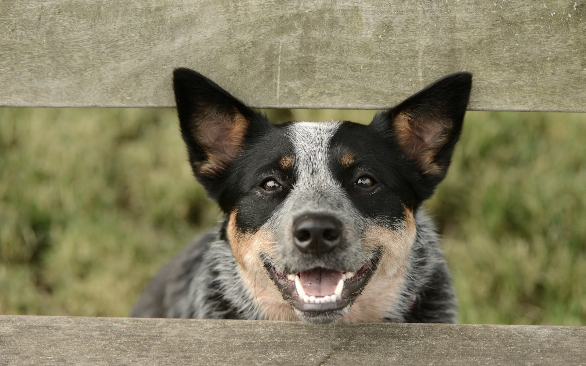 perro mirada amigo