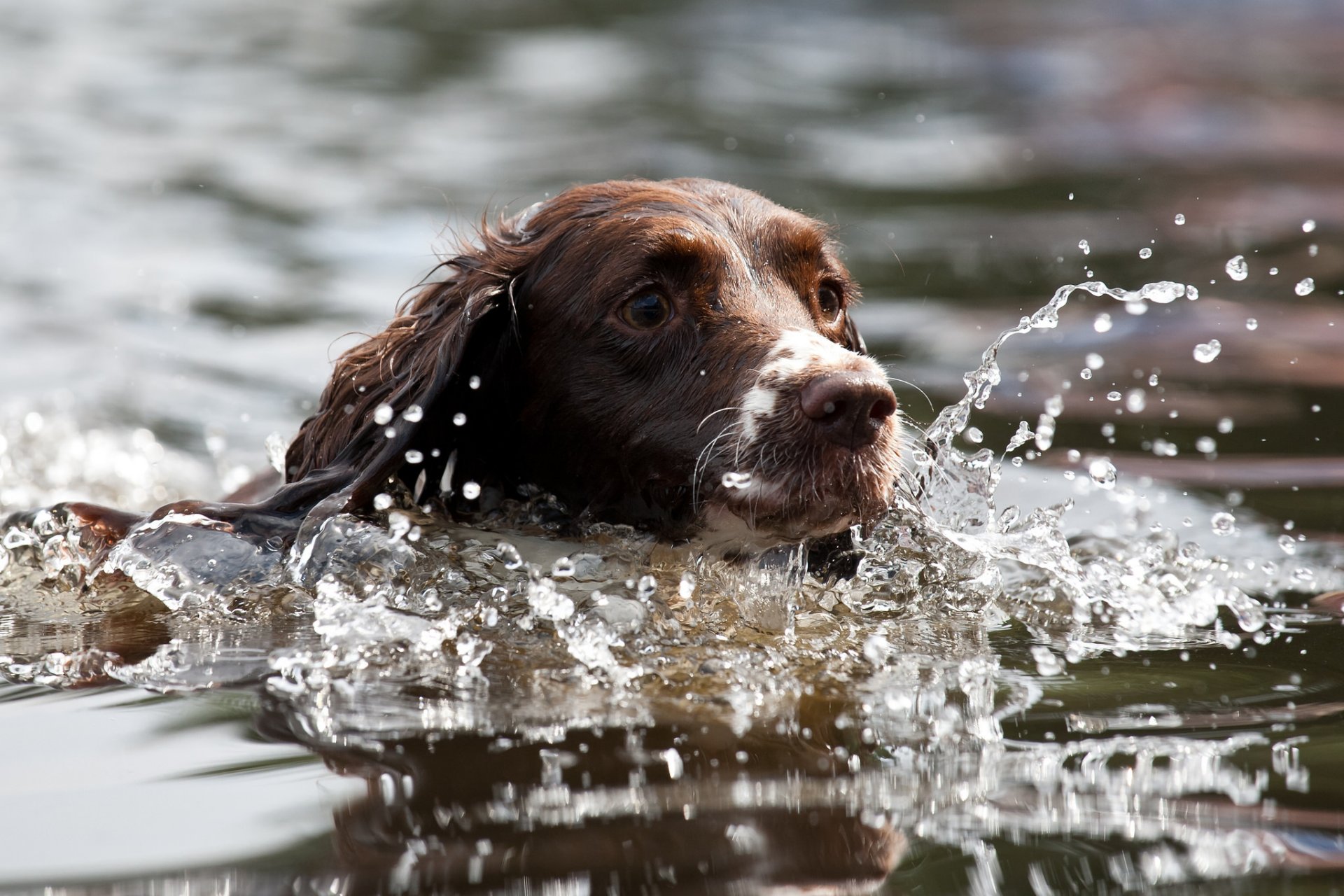 dog view other water