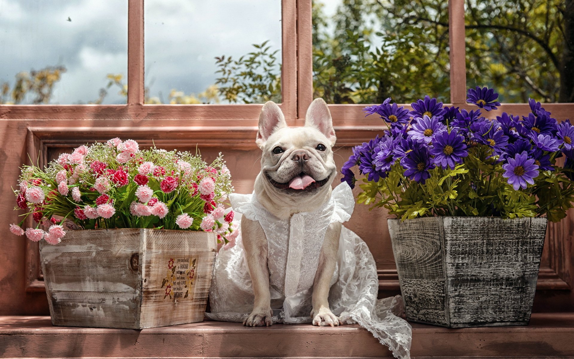 chien vue fond