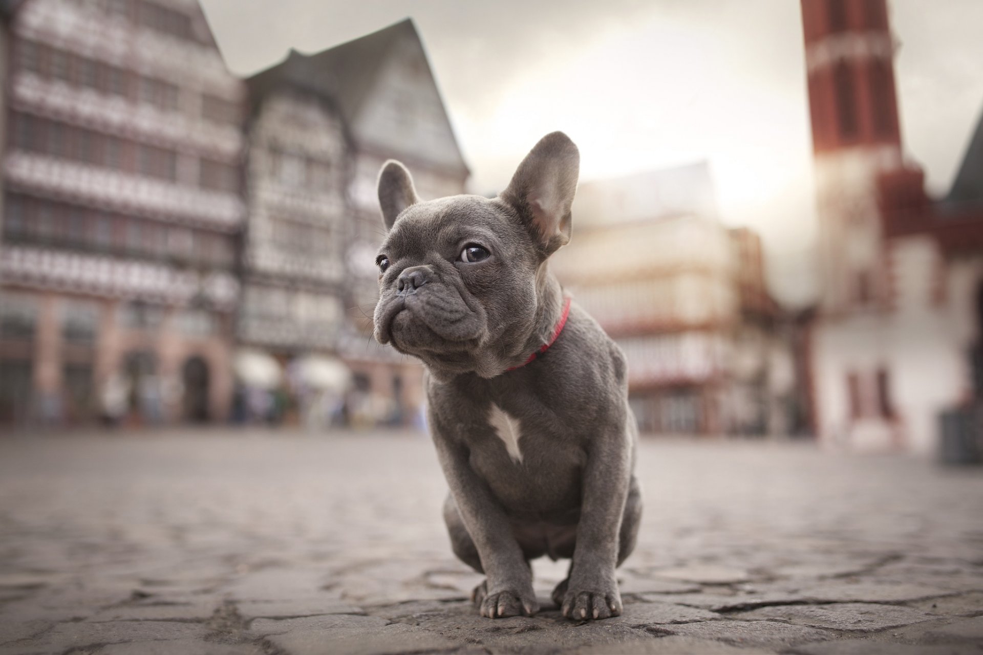 pies buldog szczeniak miasto