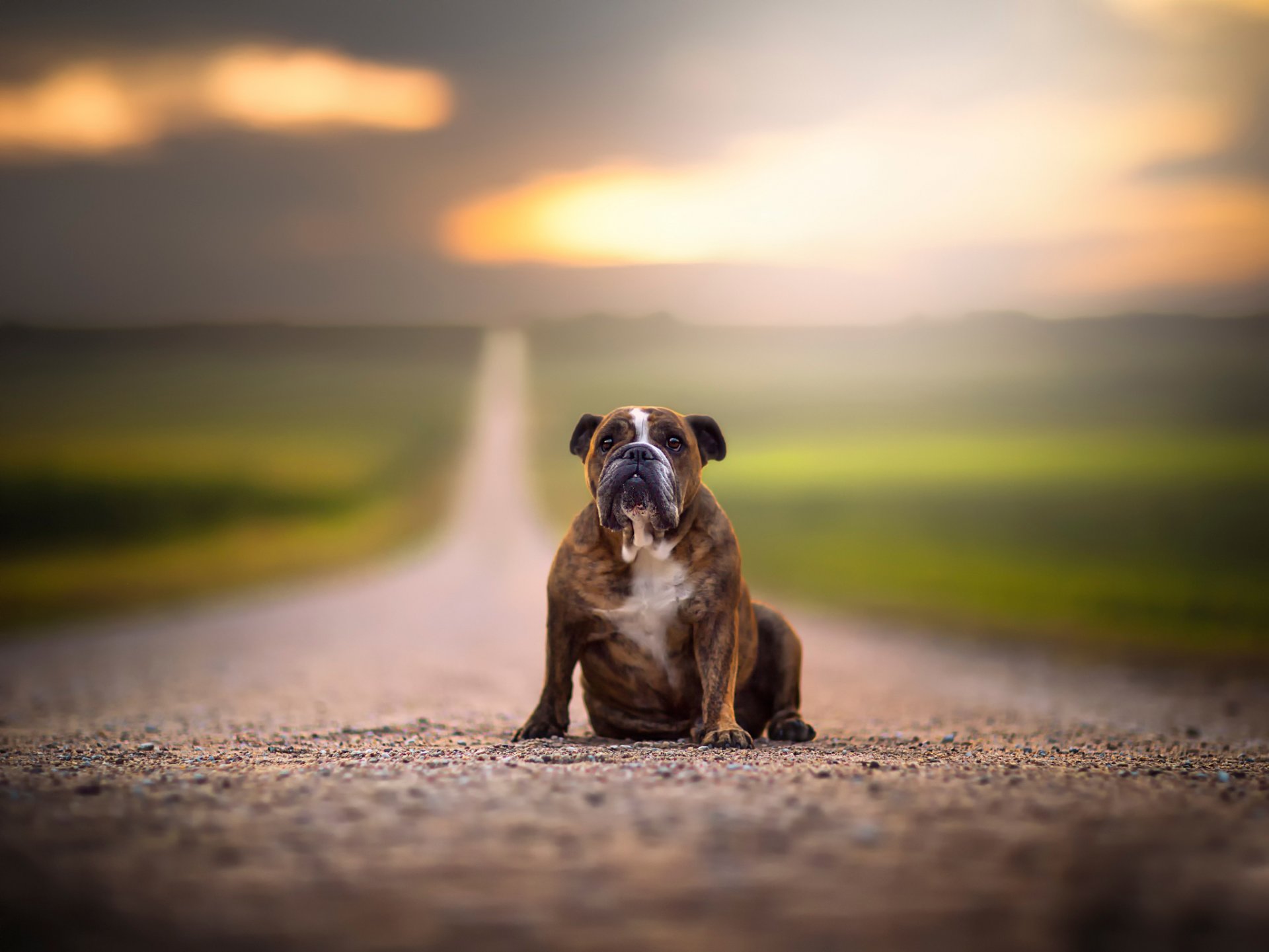 straße weite hund