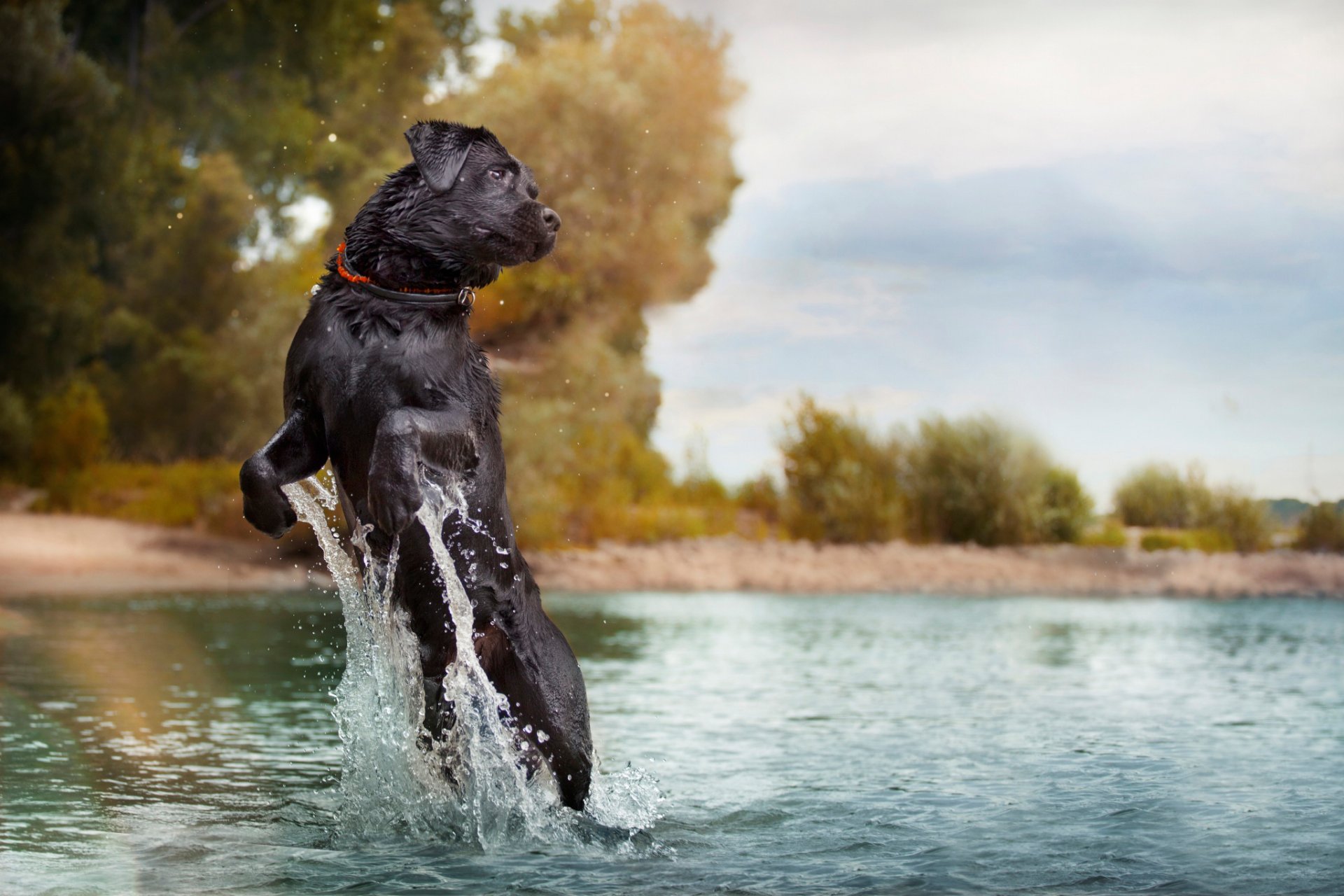 in water spray jump dog