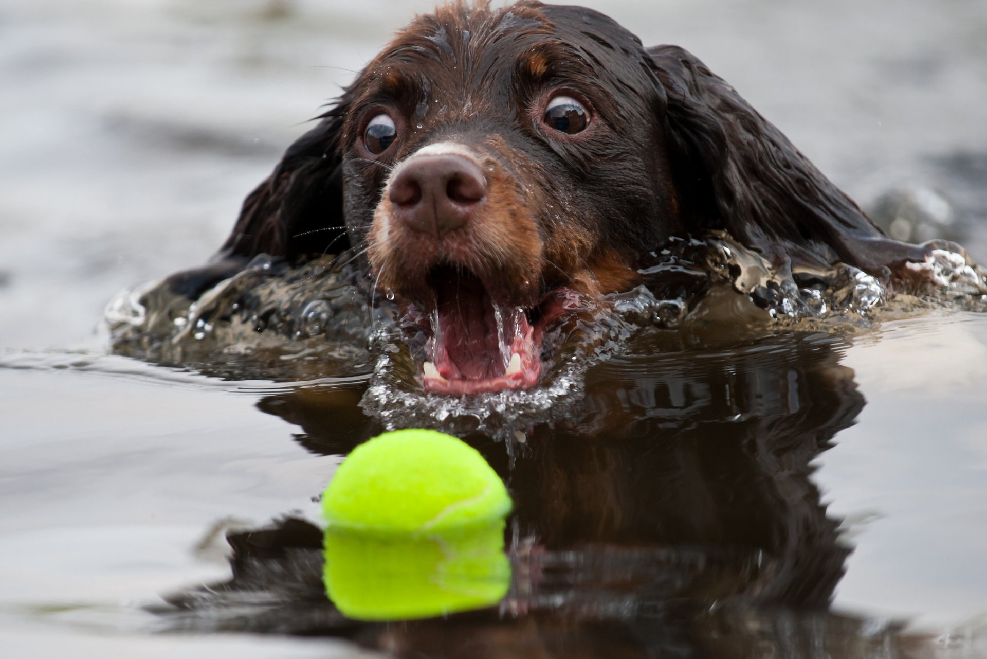 chien balle eau