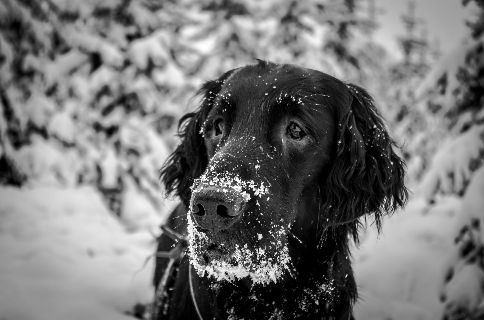 hund blick freund