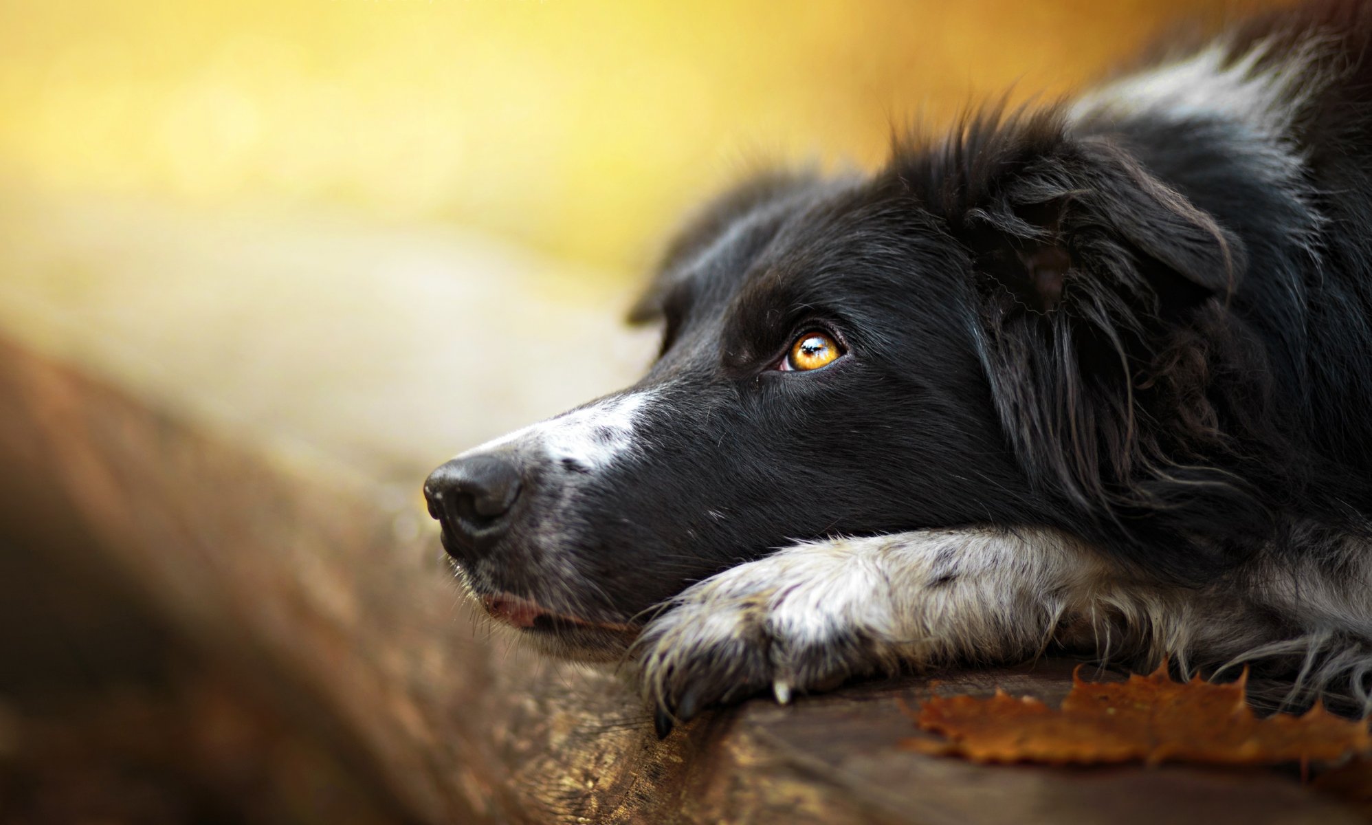perro mirada amigo