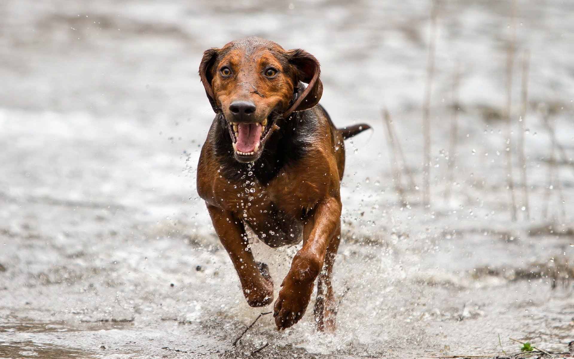 hund blick freund laufen