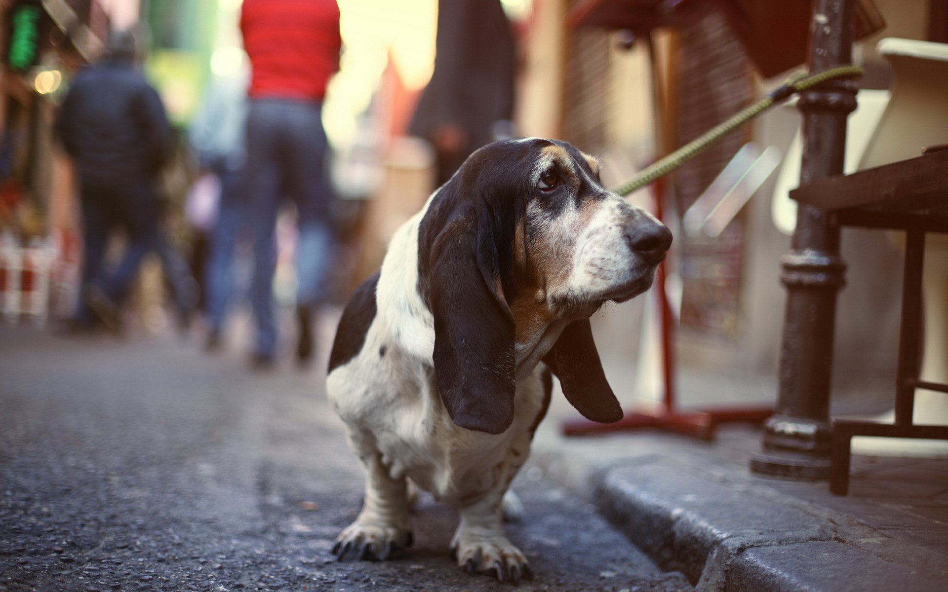 dog other view street