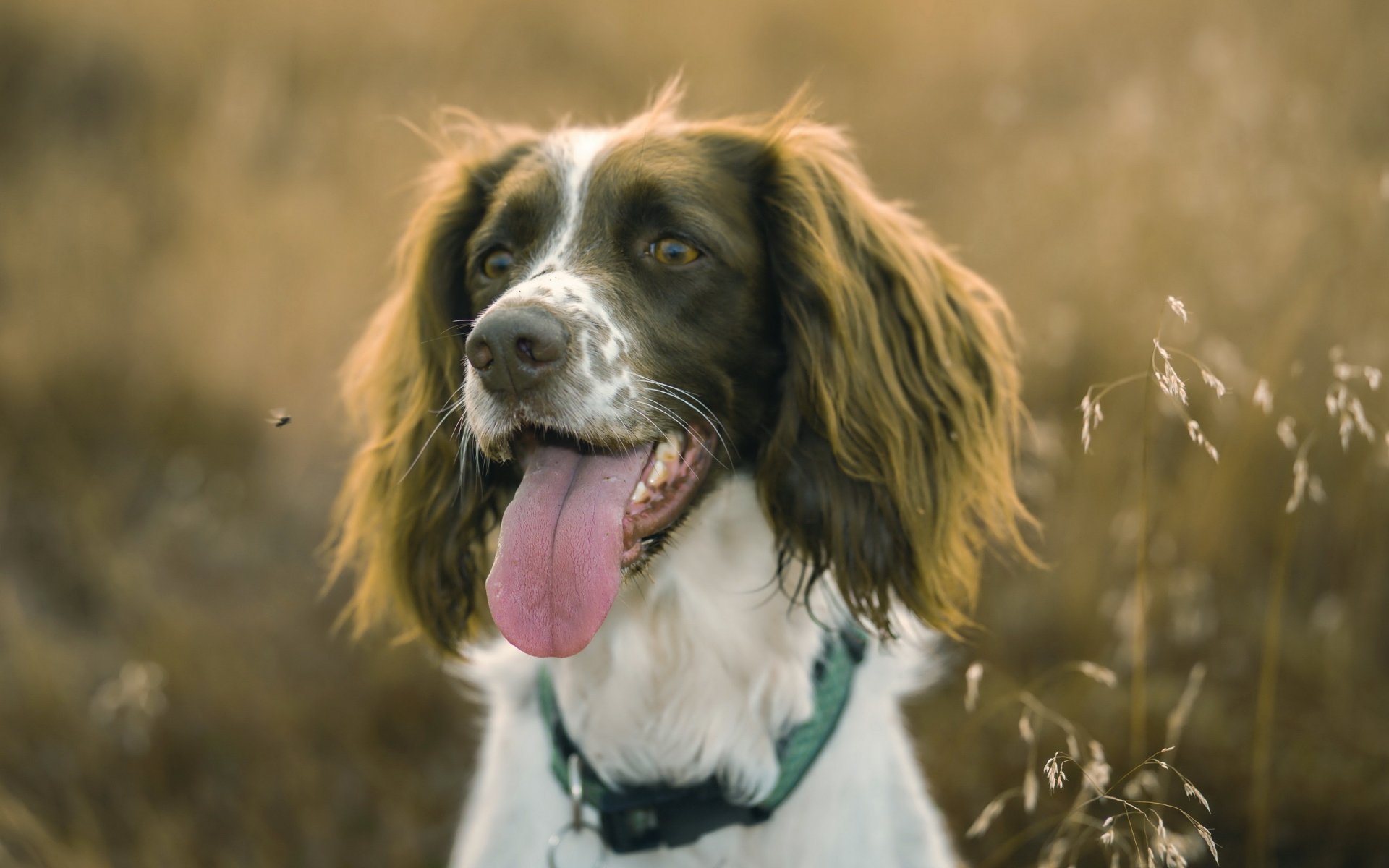 hund blick freund
