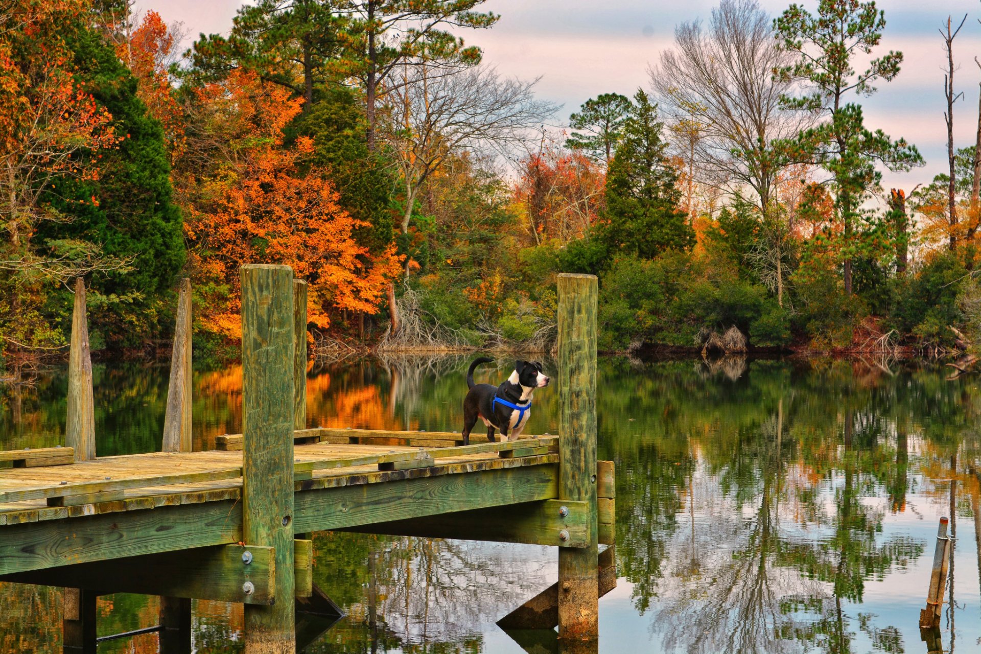 otoño lago perro