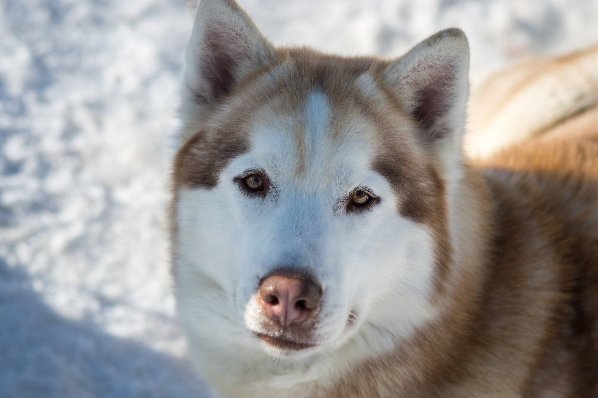 husky dogs spring red