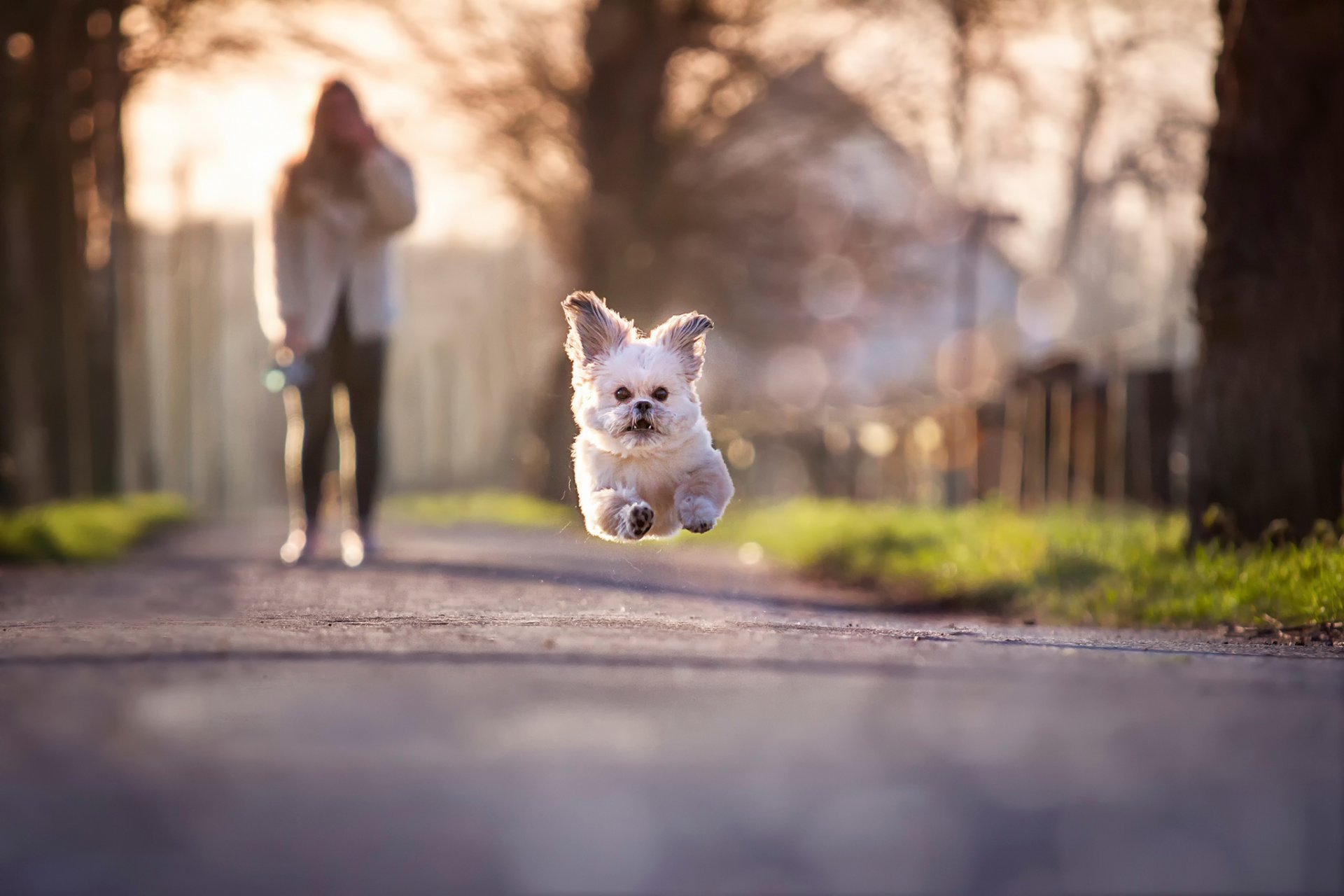 perrito correr saltar