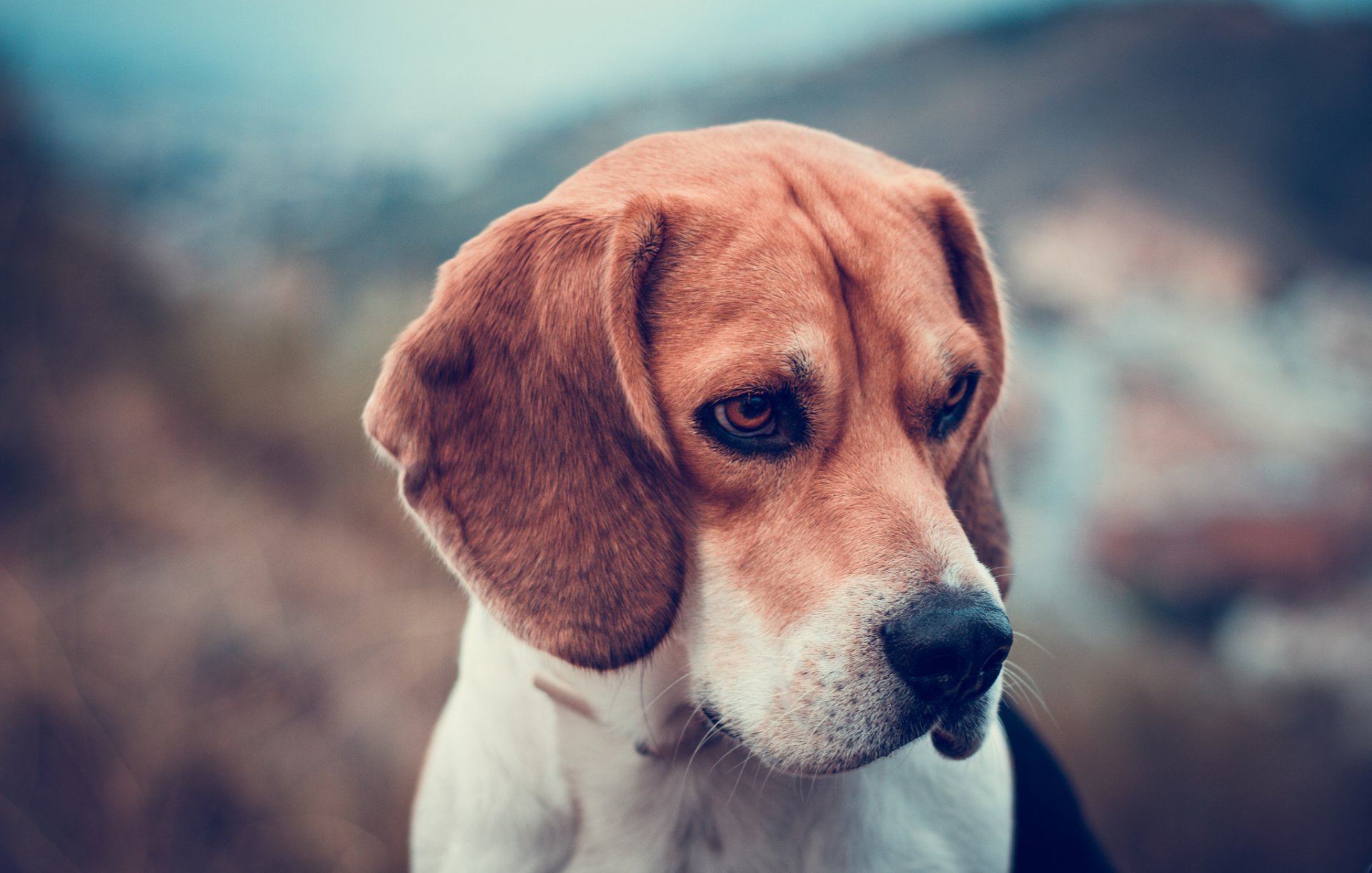 beagle perro hocico fondo desenfoque