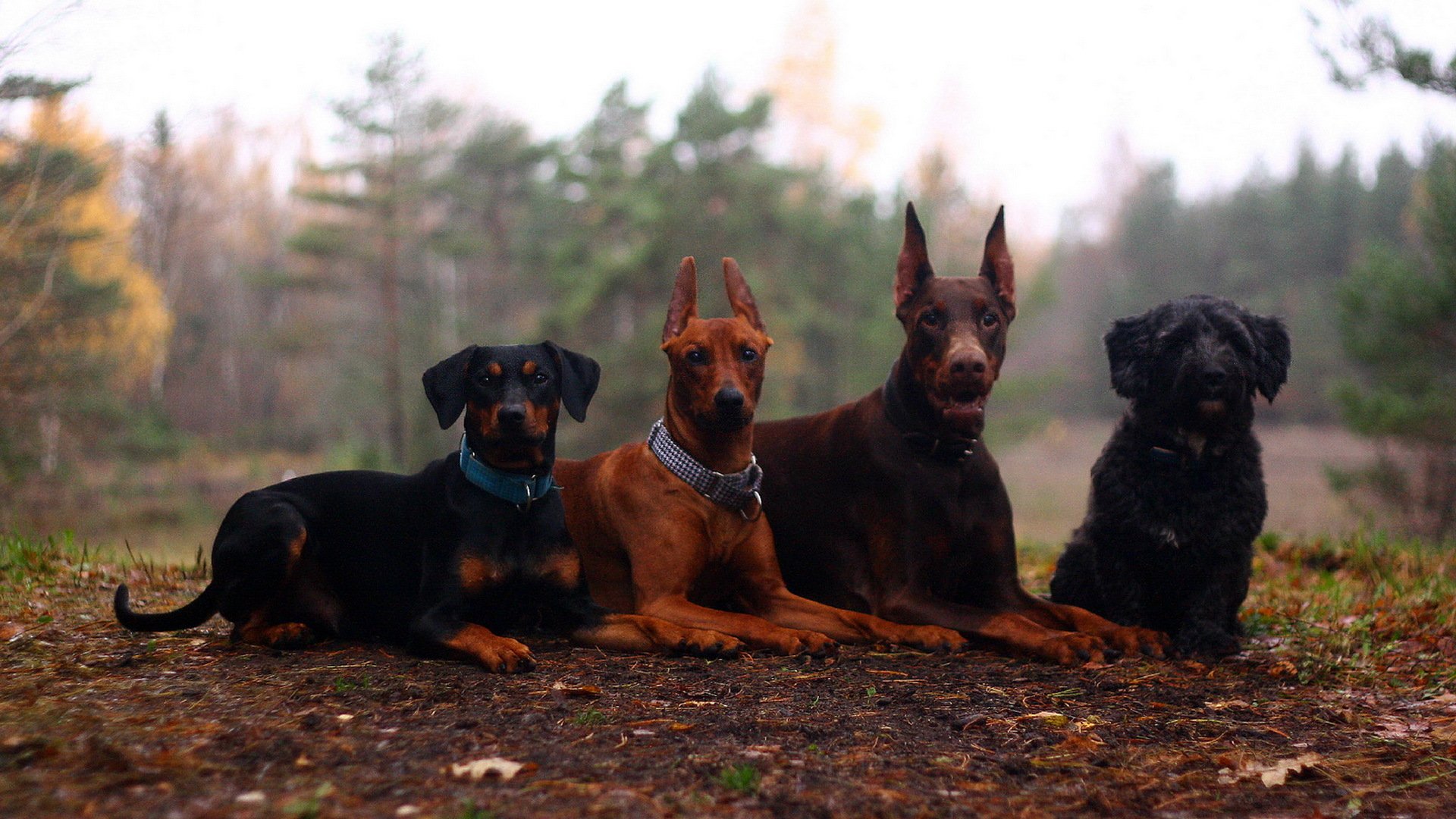 dogs summer nature