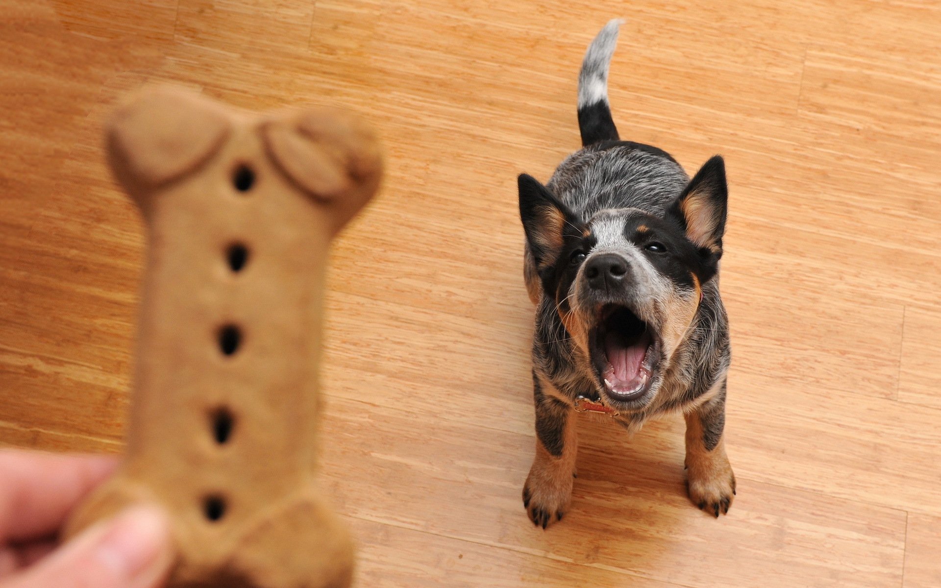 dog other food