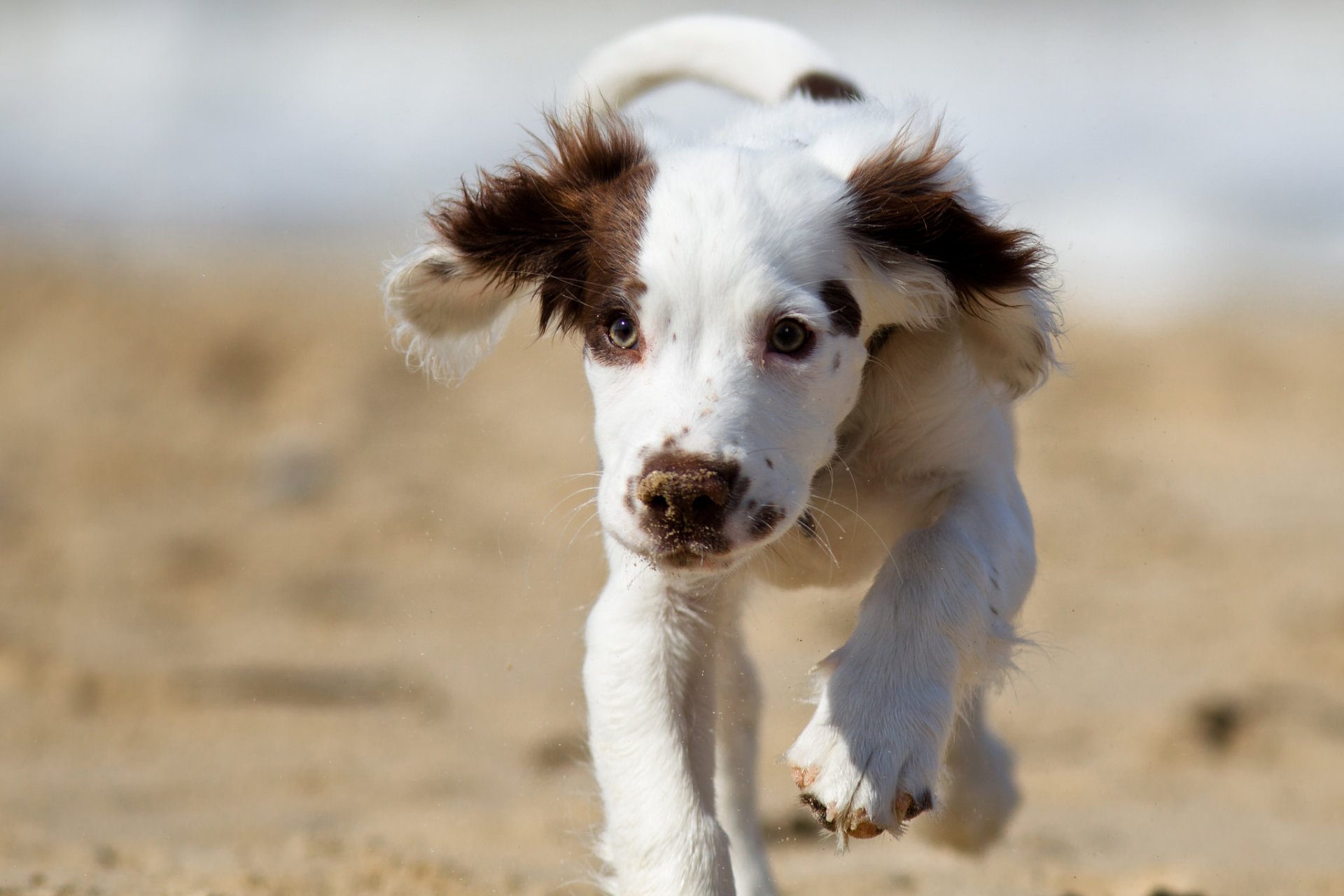 chien regard ami