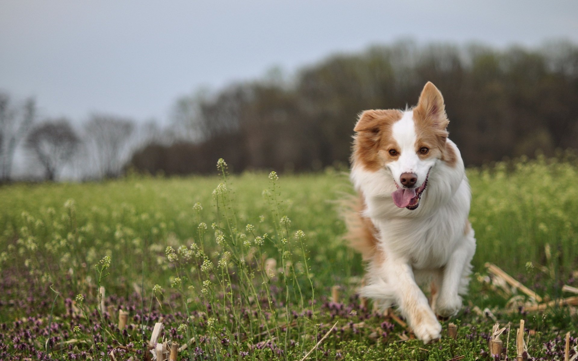 hund freund feld