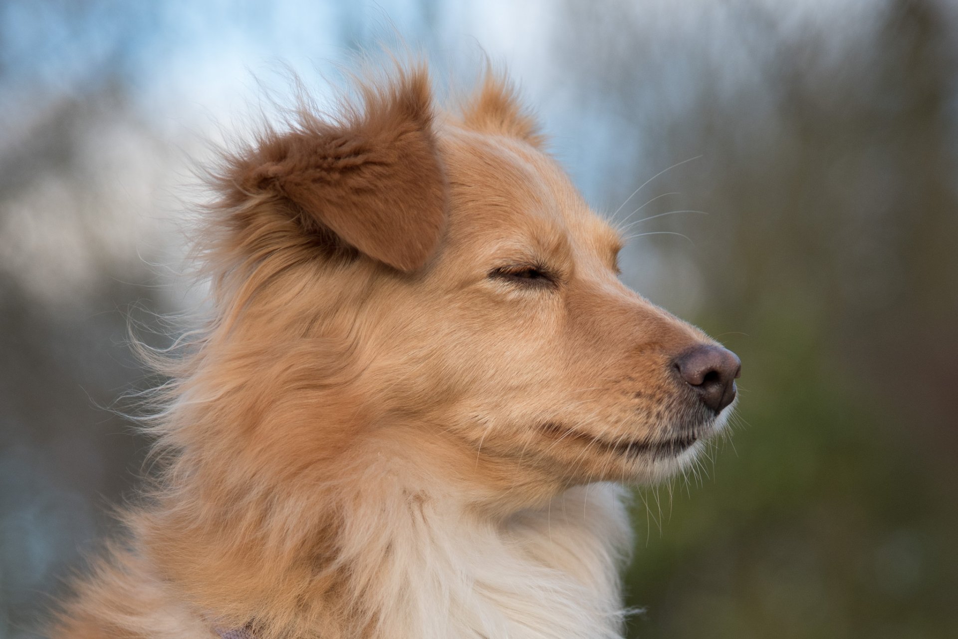 hund blick freund