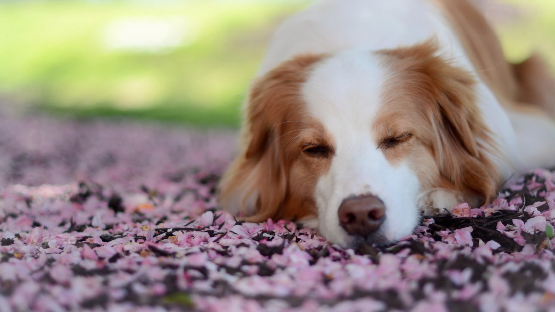 chien fond ami