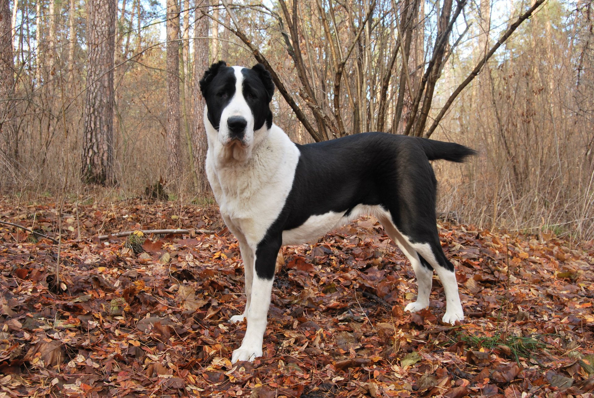 dog alabai autumn foliage