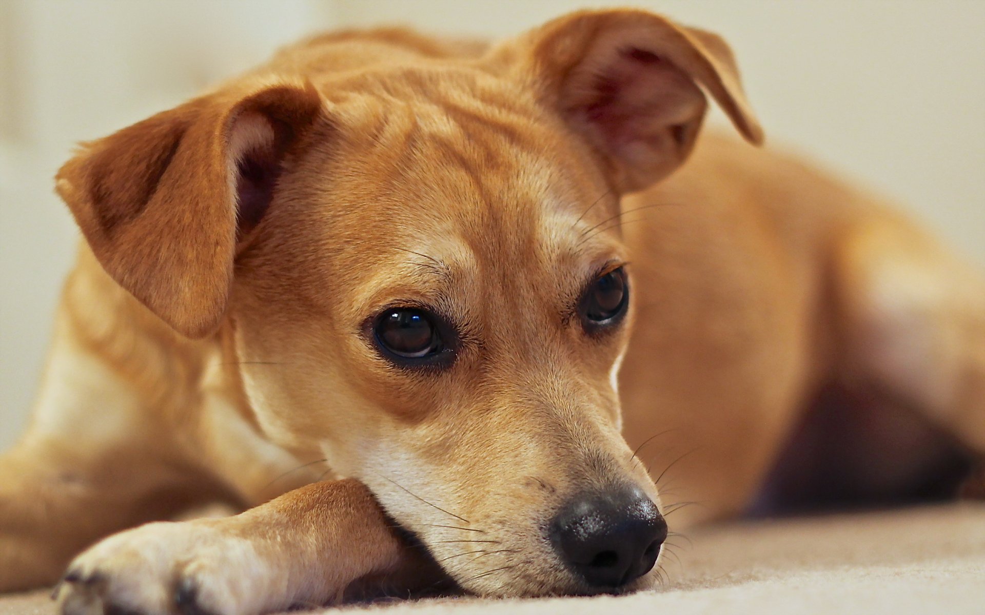 chien regard ami