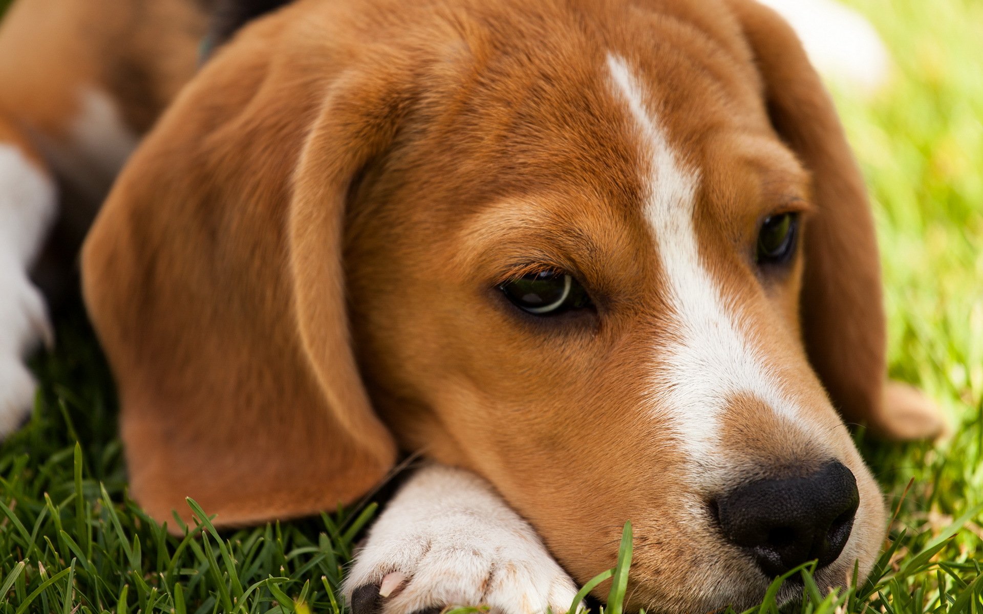 dog view other beagle