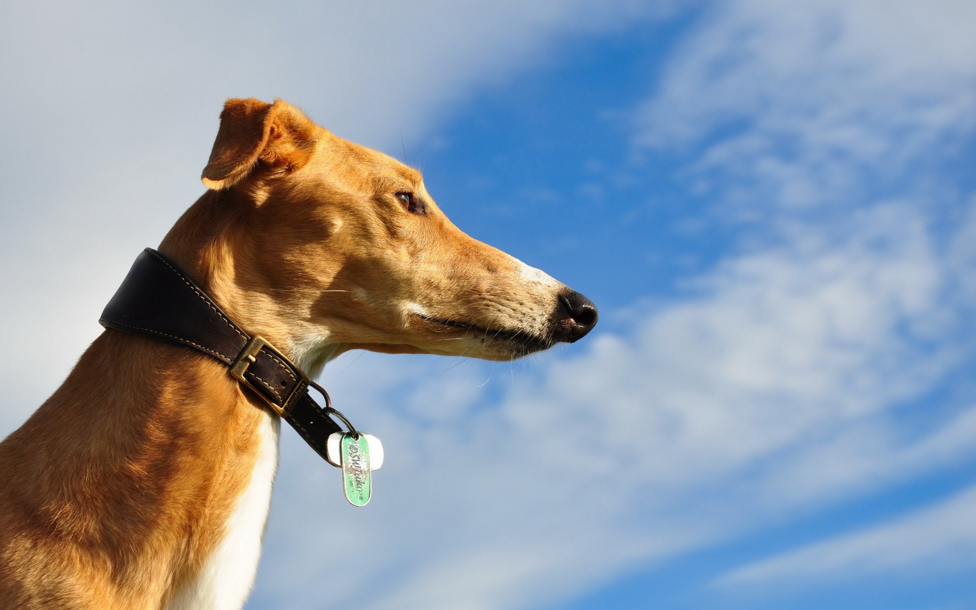 dog view sky
