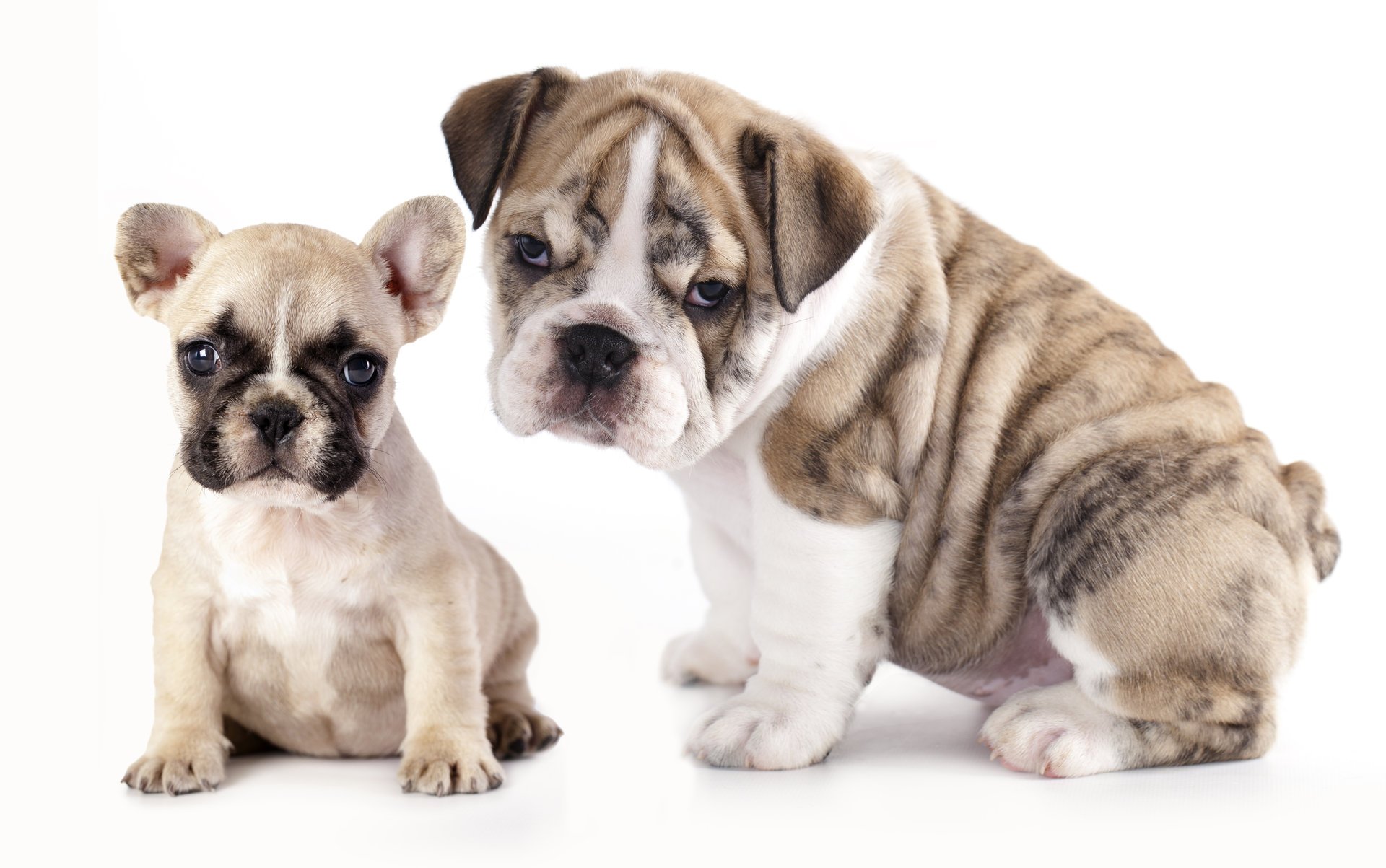 chiens chiots bouledogue français bouledogue anglais bulldogs