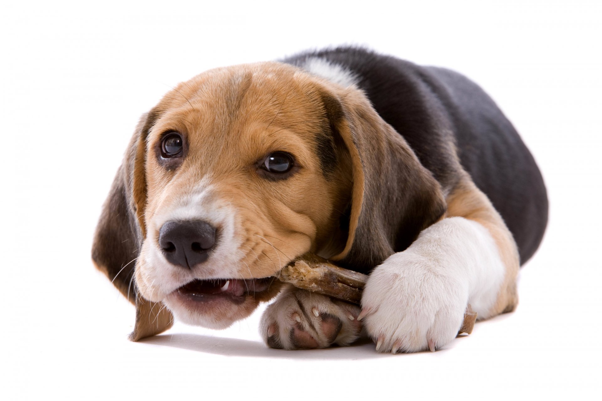 cucciolo cane beagle sfondo bianco