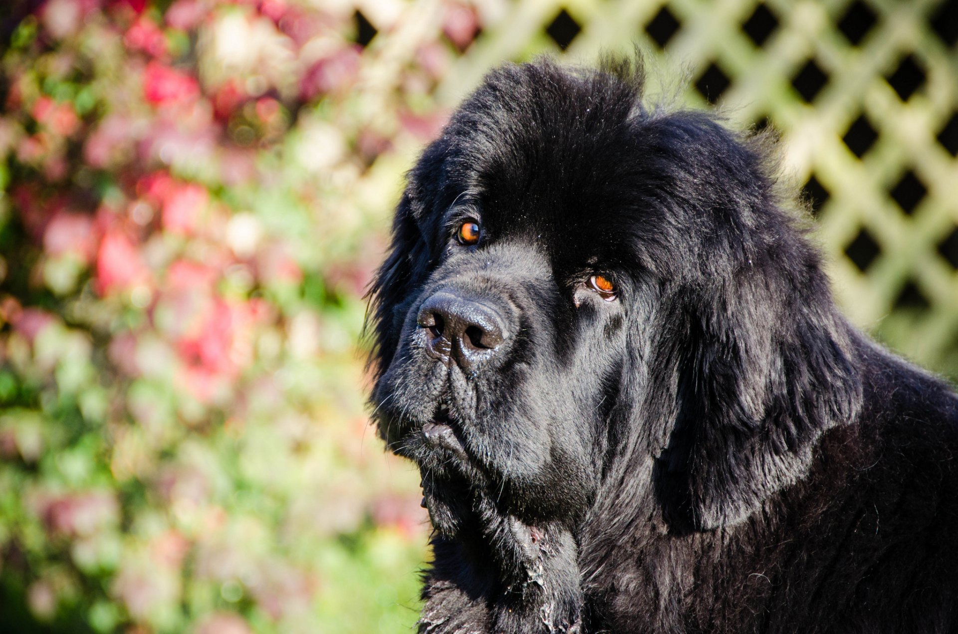 terre-neuve chien plongeur museau vue soleil