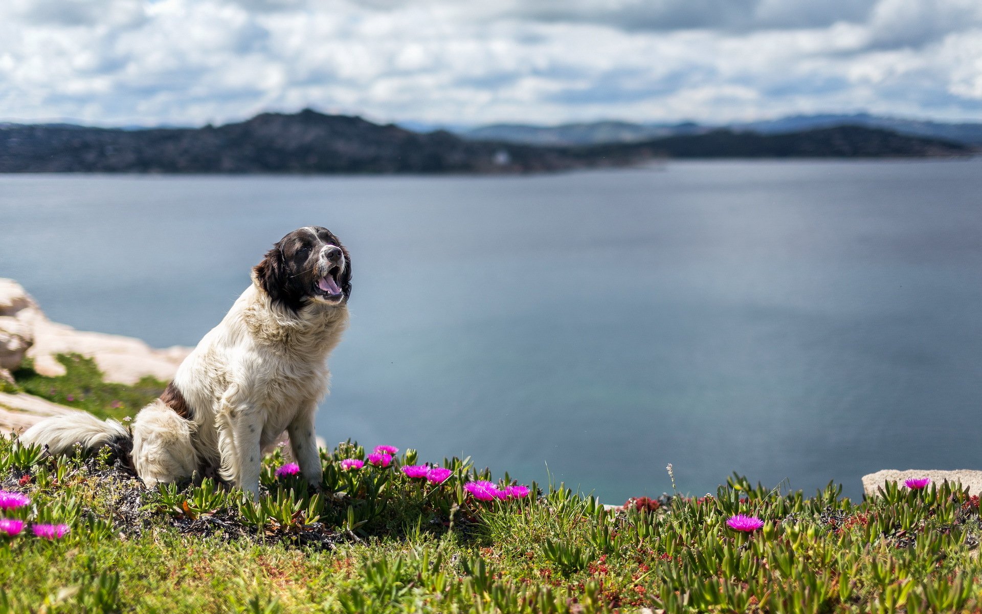 chien ami nature
