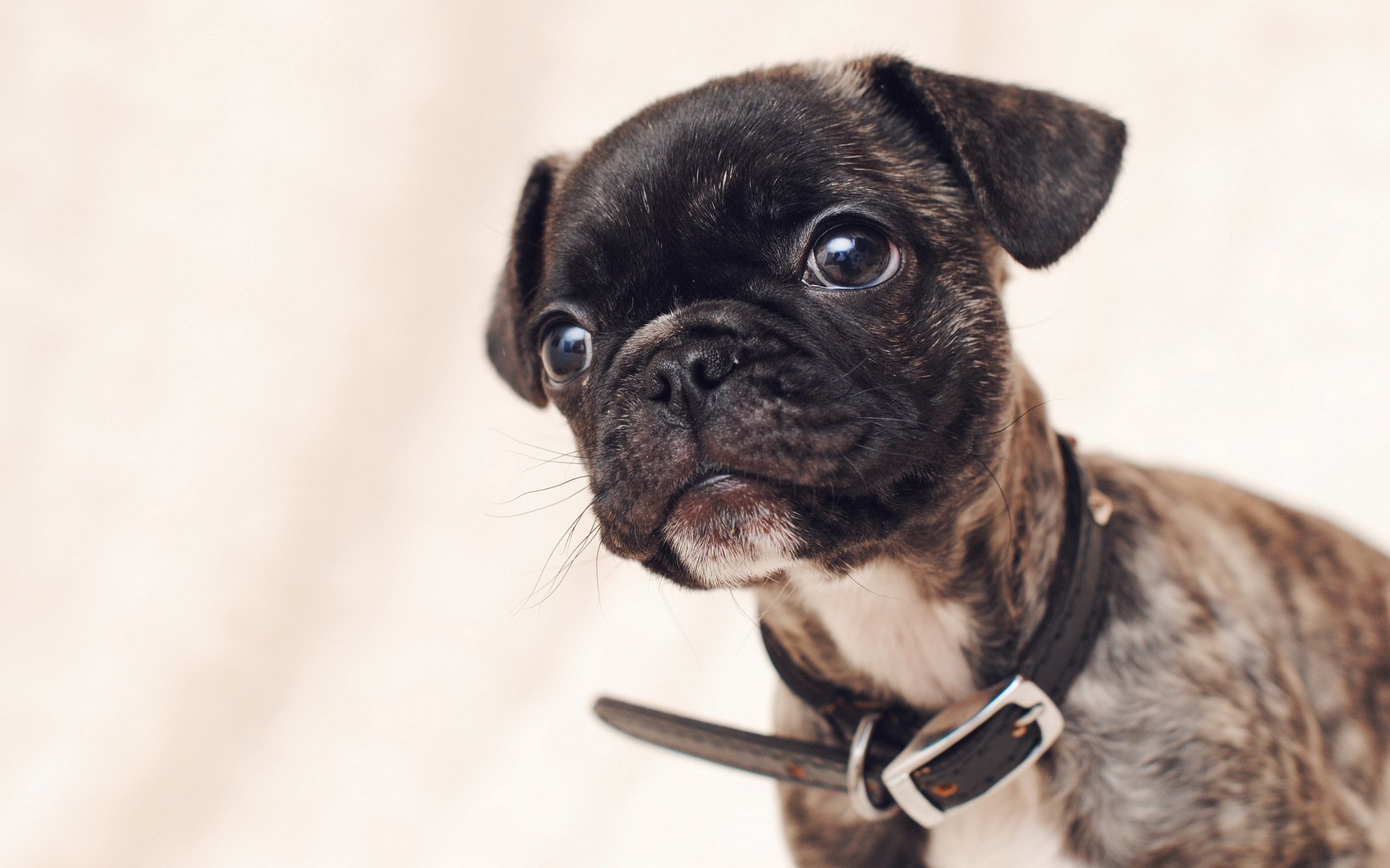 hund blick freund