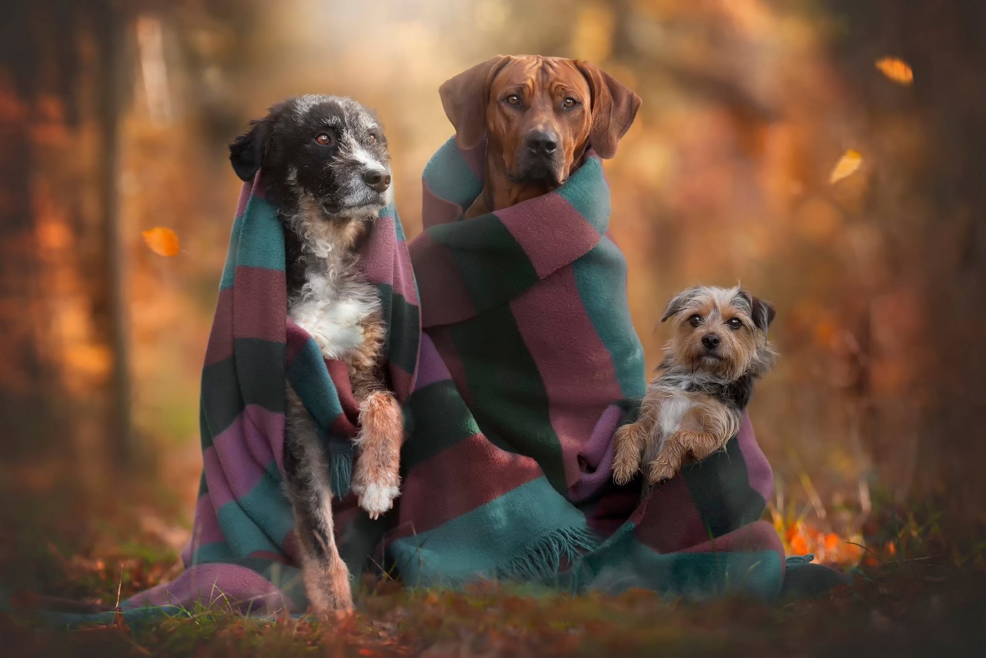 amis trio automne chiens