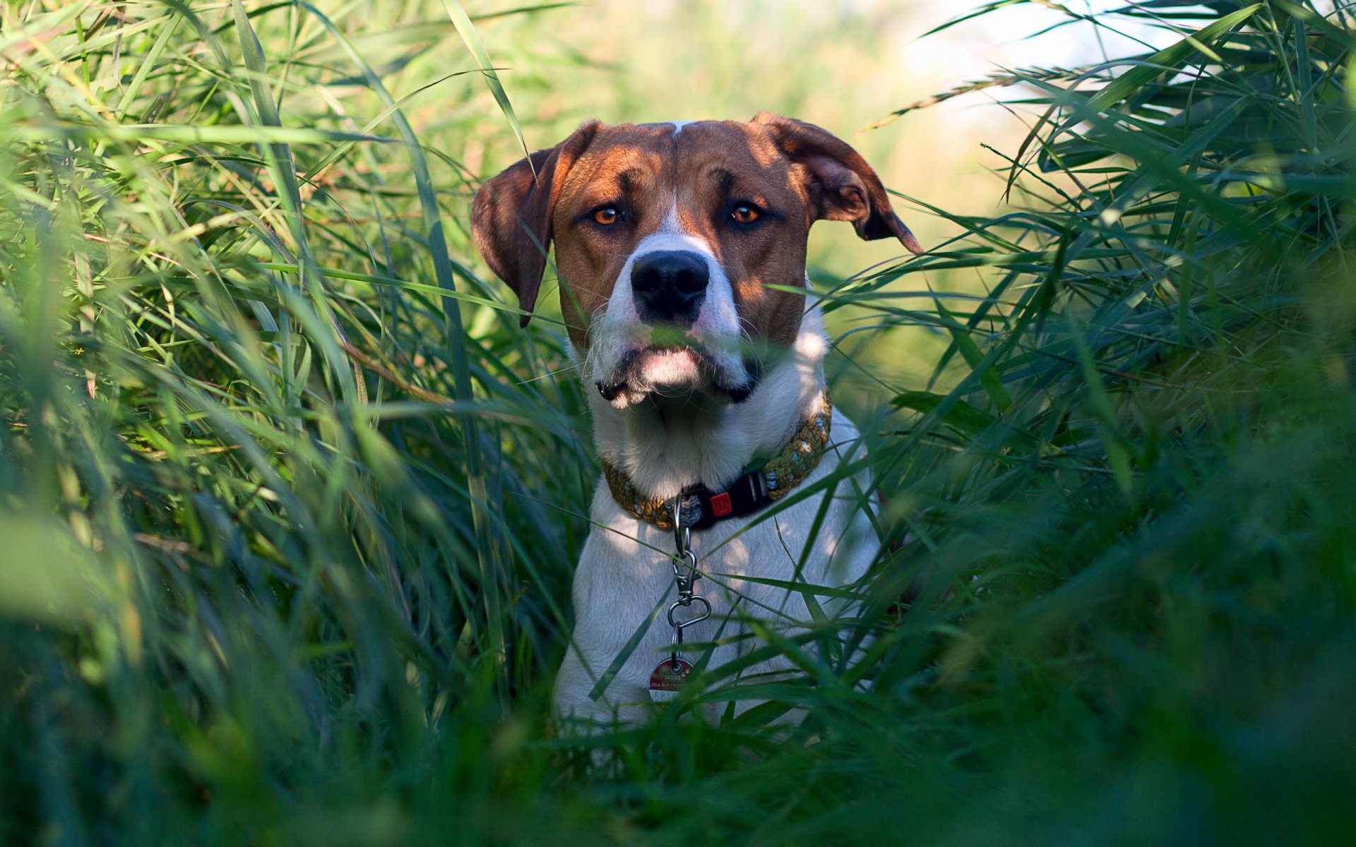 chien herbe regard