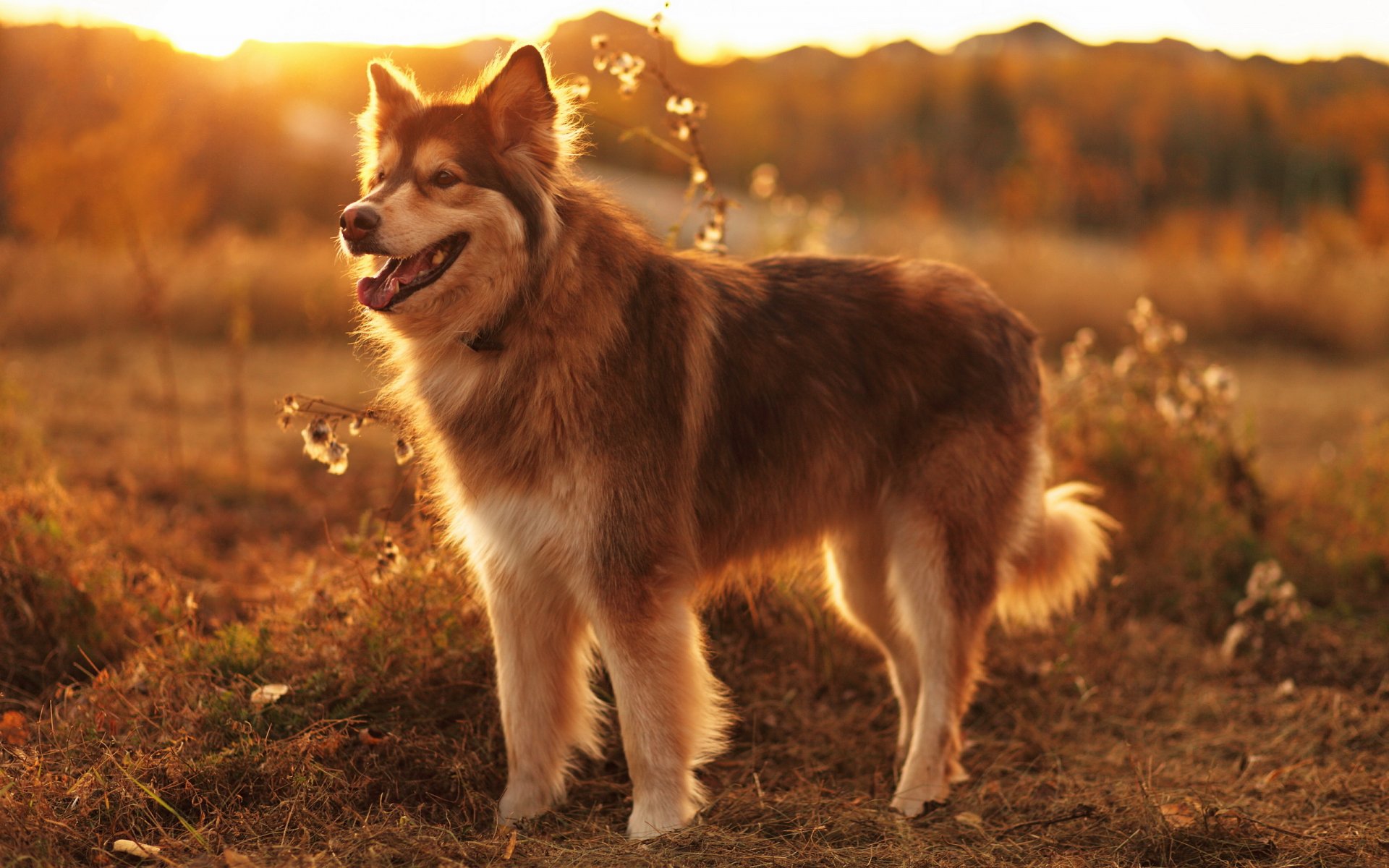 dog view other