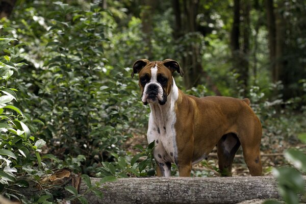 El perro en el fondo del bosque se encuentra cerca de un tronco