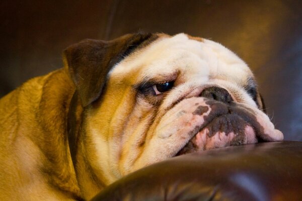 Le museau fatigué d un bouledogue anglais