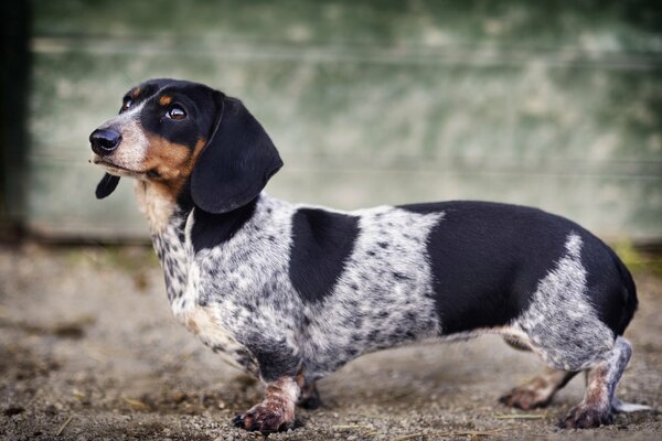 Spotted (white and black) dog