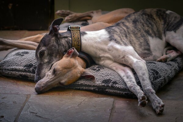 Friends dogs are resting on the litter