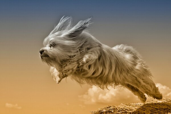 Fluffy dog jumping on the background of the sky