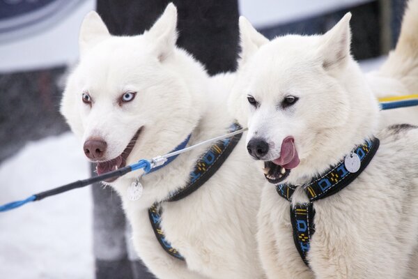 Dos perros blancos en un arnés