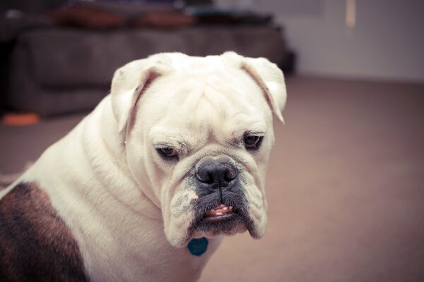 The look of a dog in the house