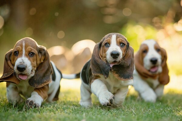 Running dogs with big ears